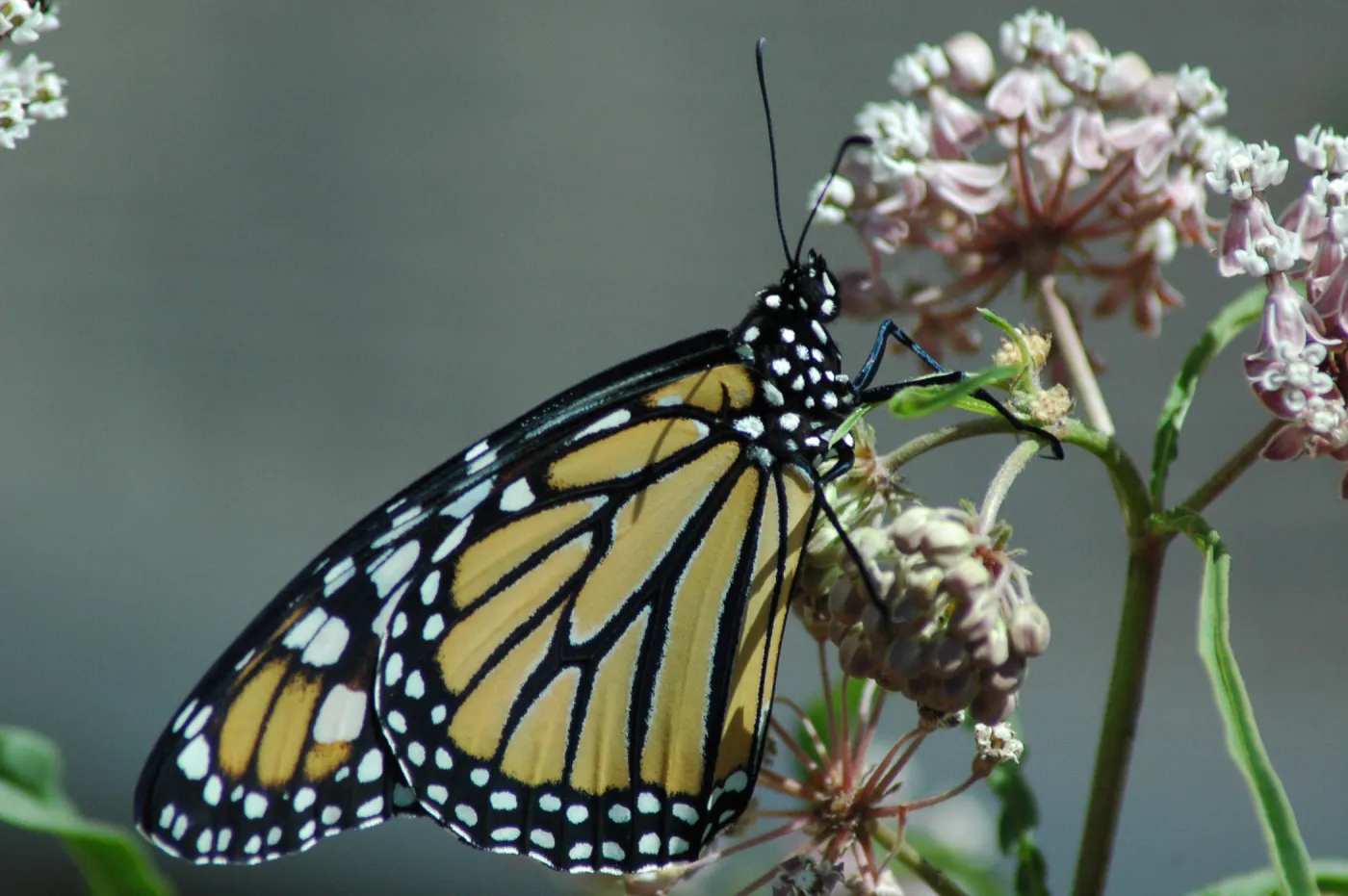 Monarch butterfly emergence, milkweed