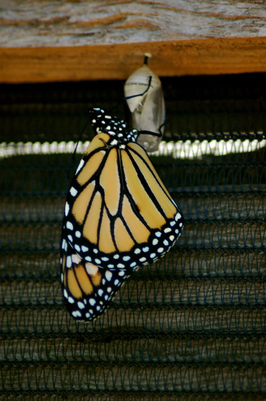 Monarch butterfly emergence