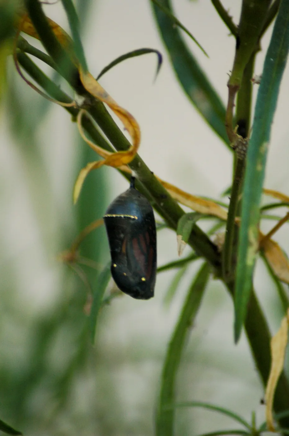 Monarch butterfly emergence, milkweed
