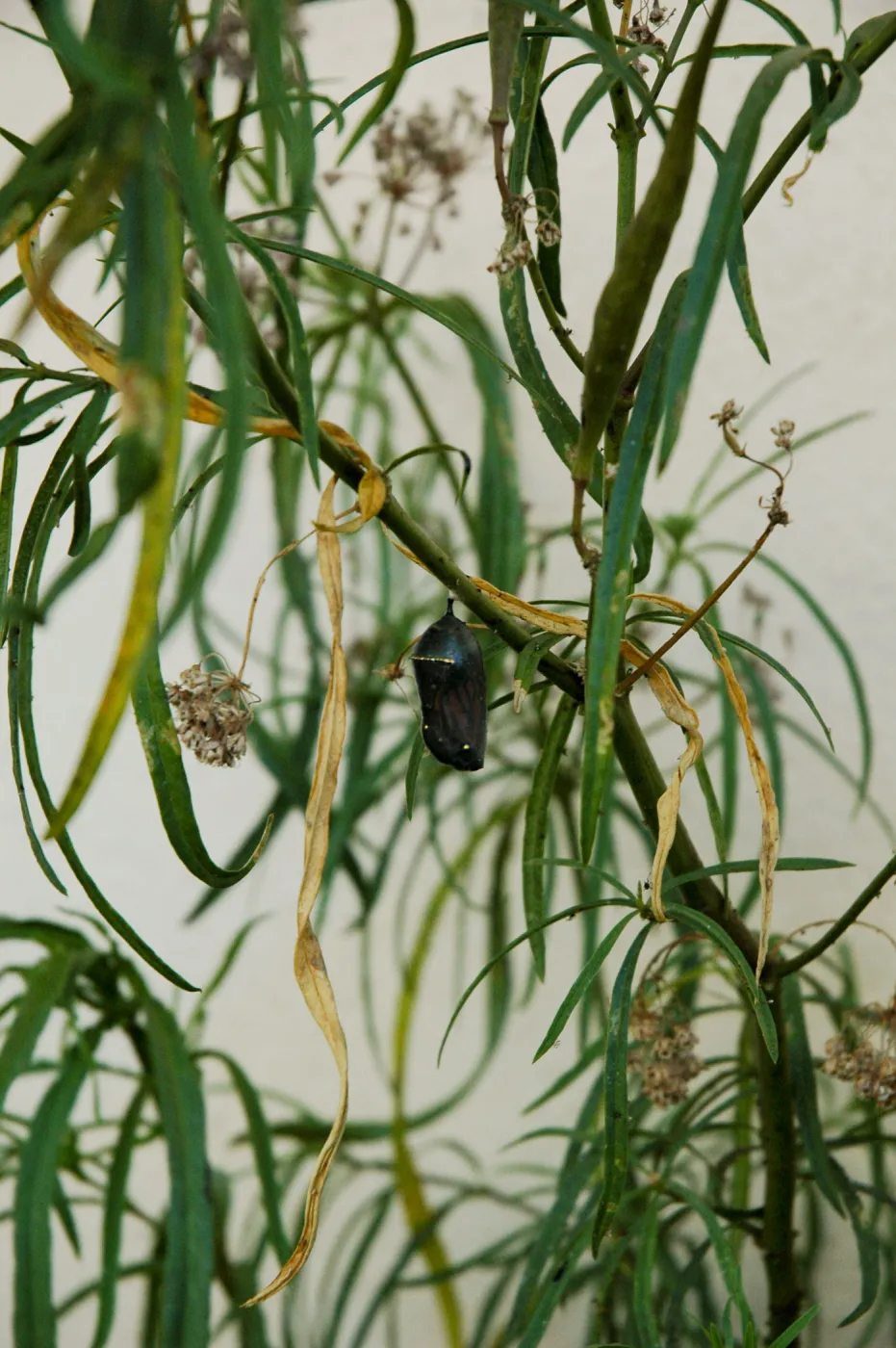 Monarch butterfly emergence, milkweed