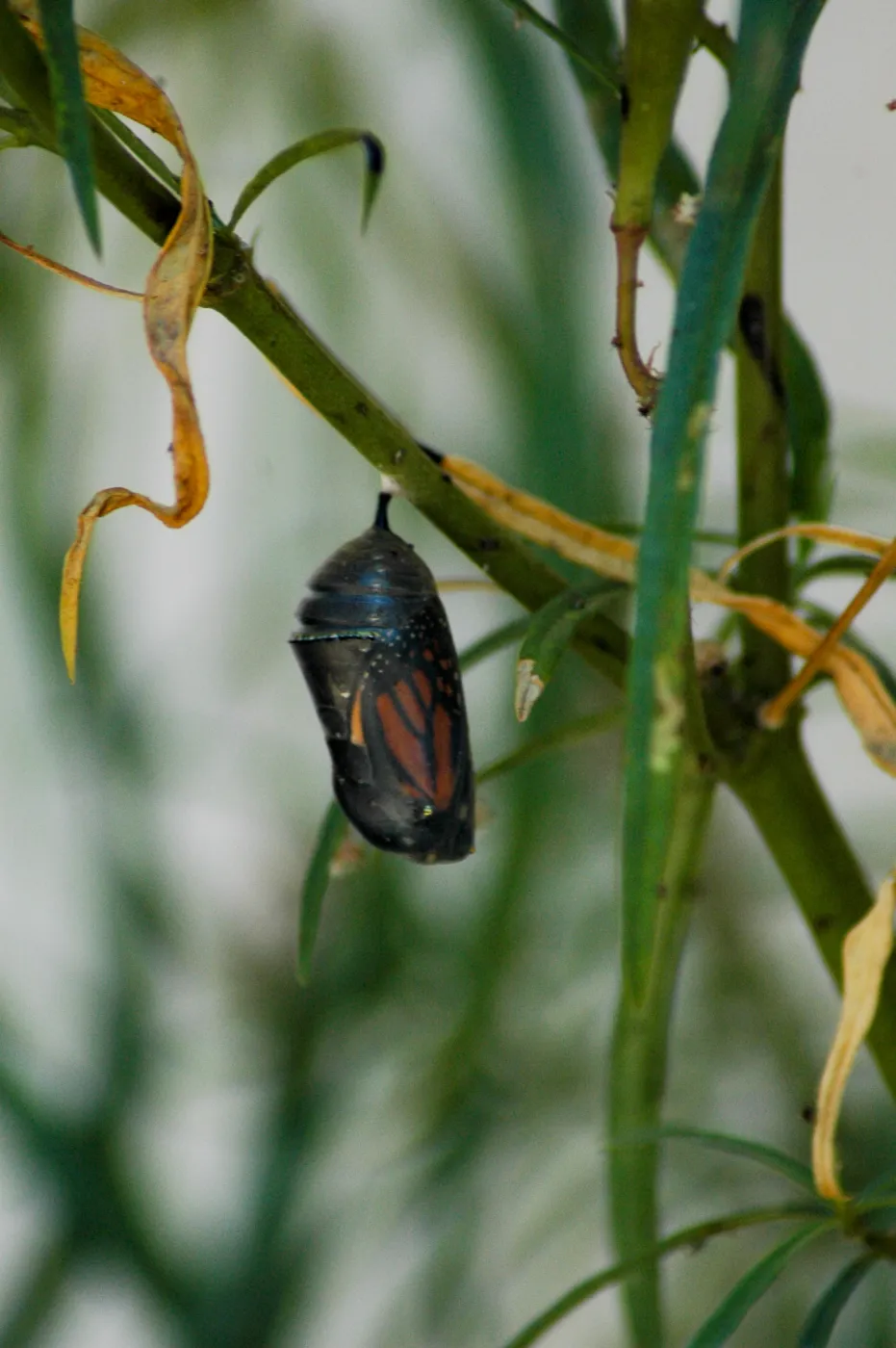 Monarch butterfly emergence, milkweed