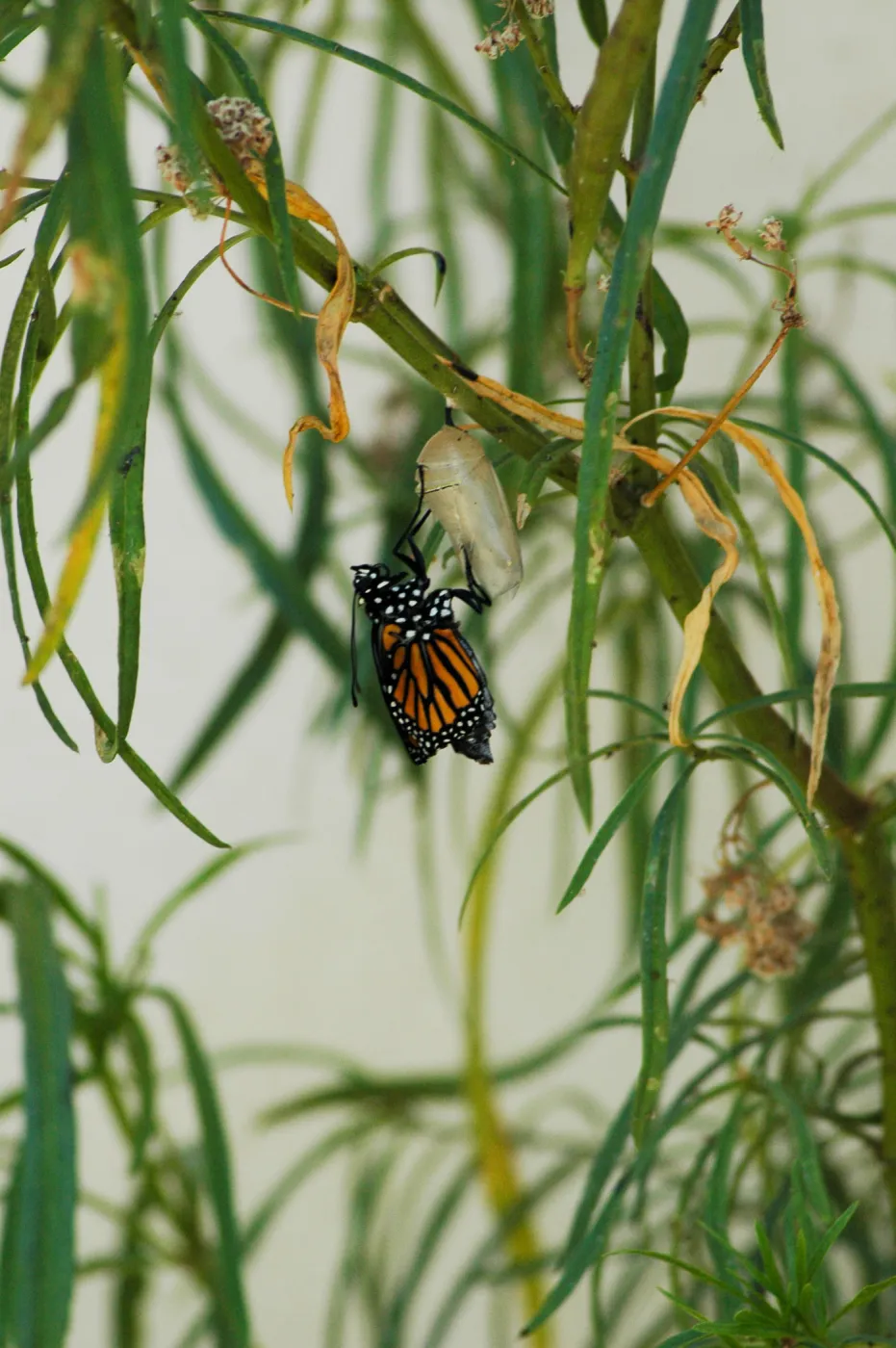 Monarch butterfly emergence, milkweed