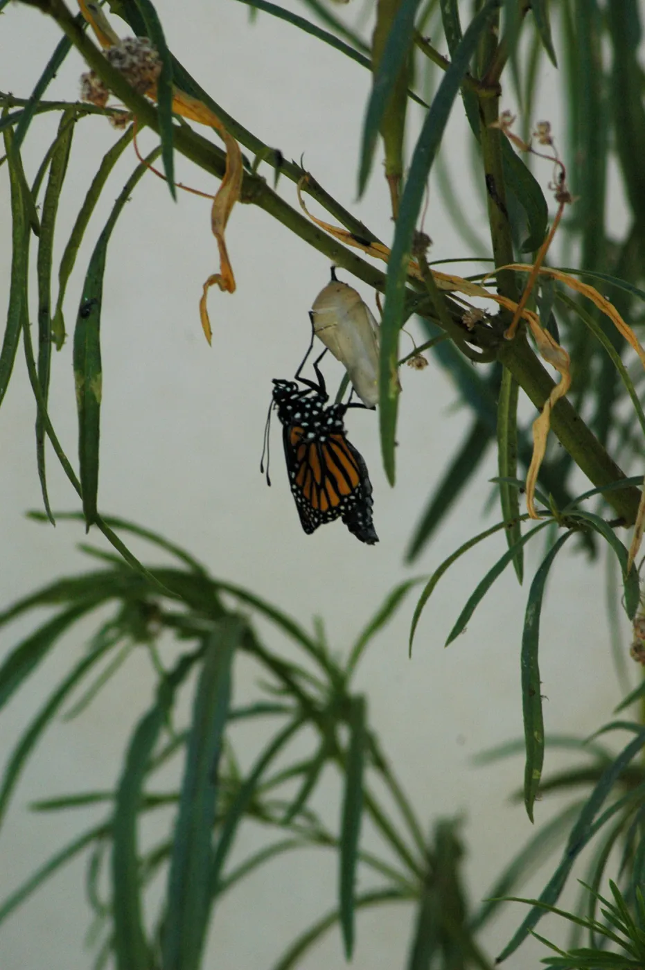 Monarch butterfly emergence, milkweed