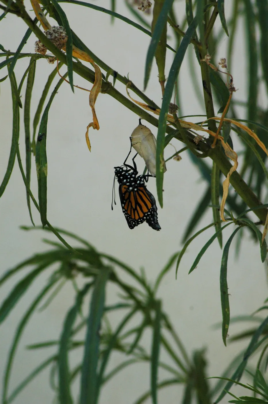 Monarch butterfly emergence, milkweed