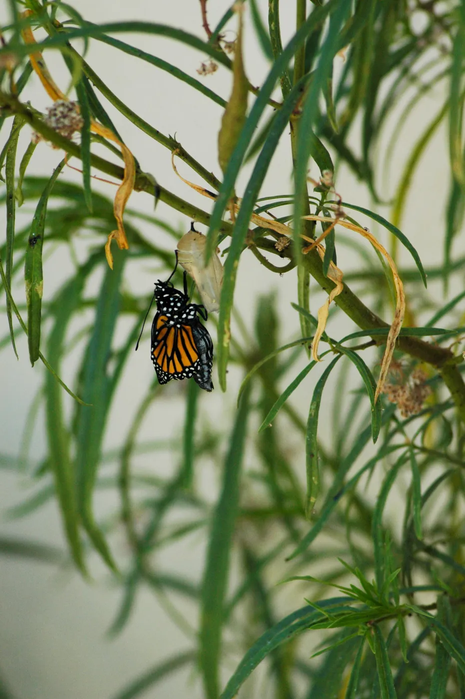 Monarch butterfly emergence, milkweed
