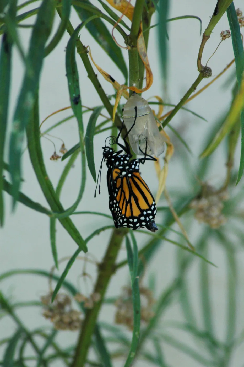 Monarch butterfly emergence, milkweed
