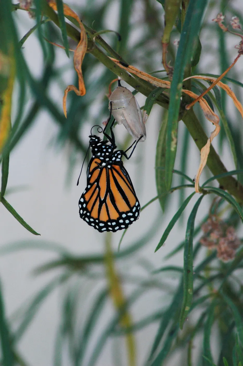 Monarch butterfly emergence, milkweed