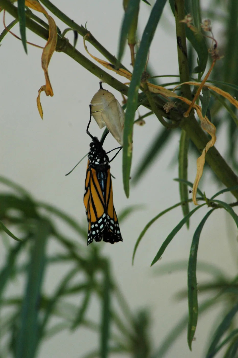Monarch butterfly emergence, milkweed