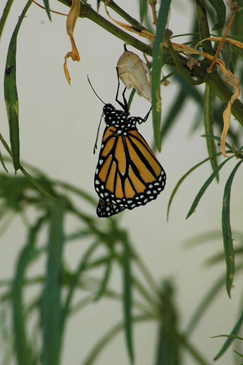 Monarch butterfly emergence, milkweed