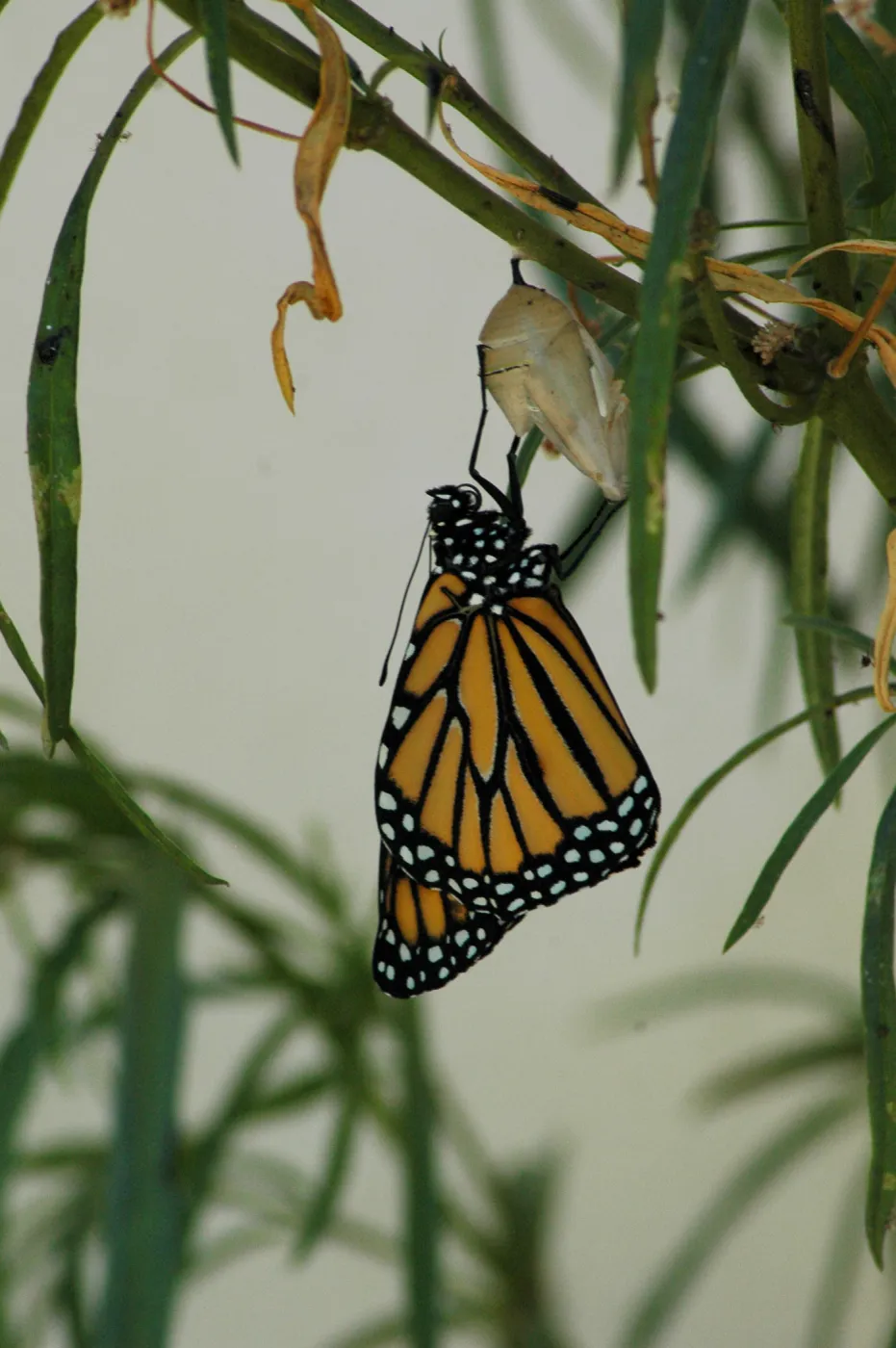 Monarch butterfly emergence, milkweed