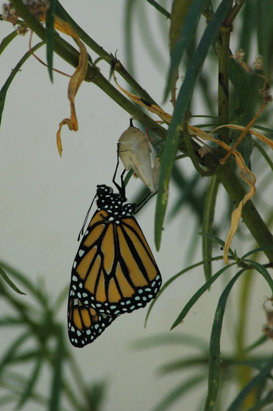 Monarch butterfly emergence, milkweed