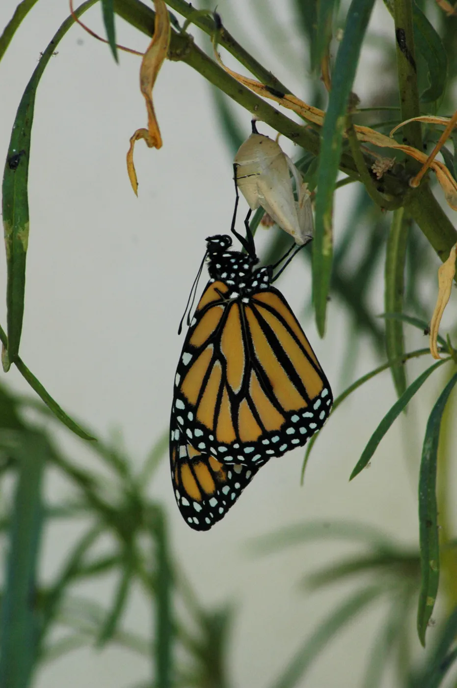 Monarch butterfly emergence, milkweed