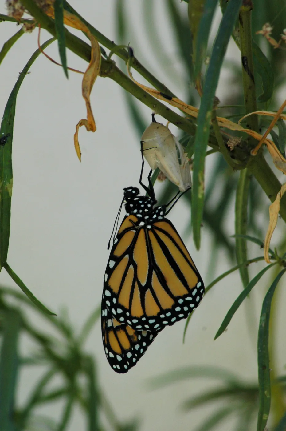Monarch butterfly emergence, milkweed
