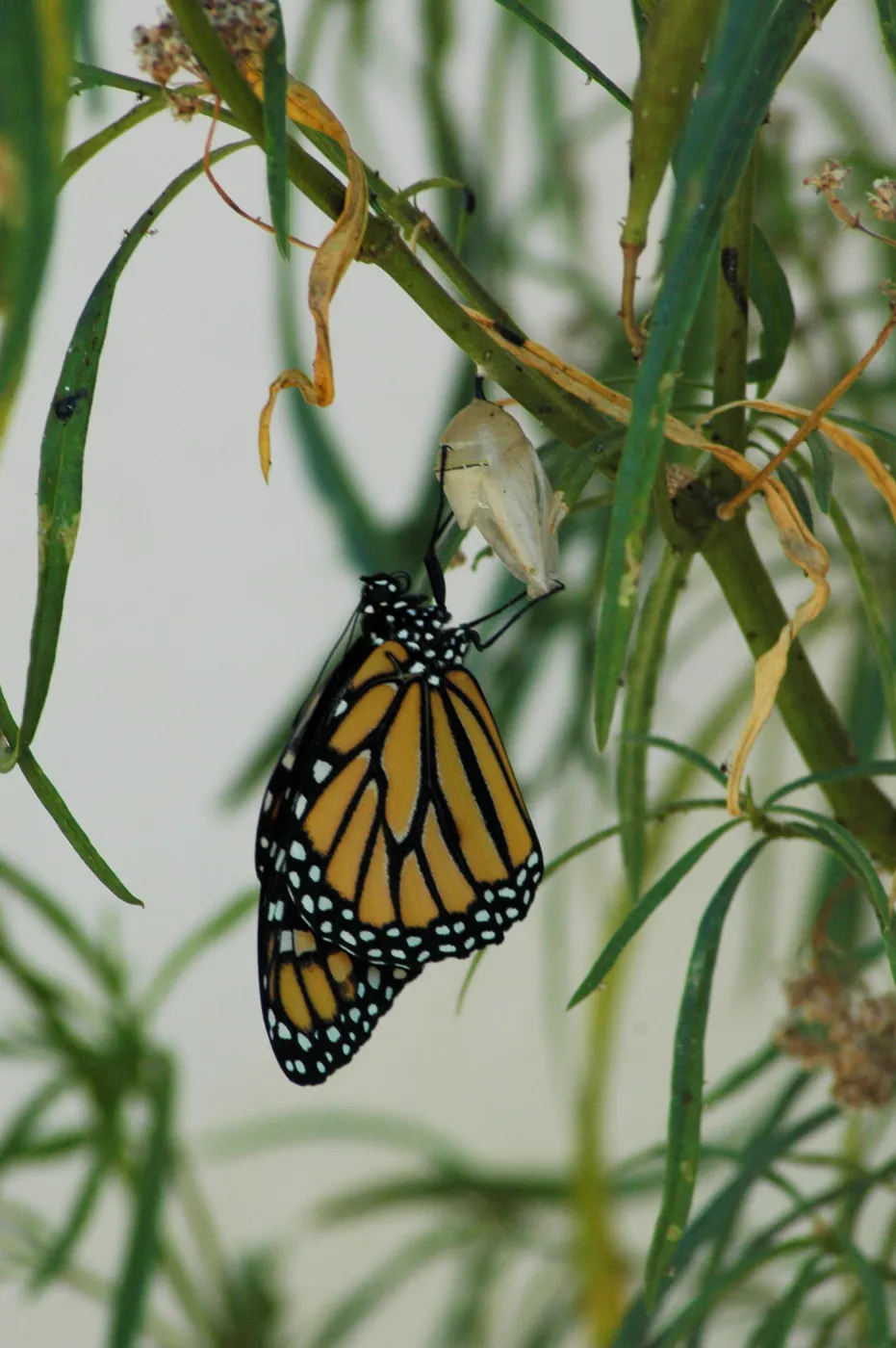 Monarch butterfly emergence, milkweed