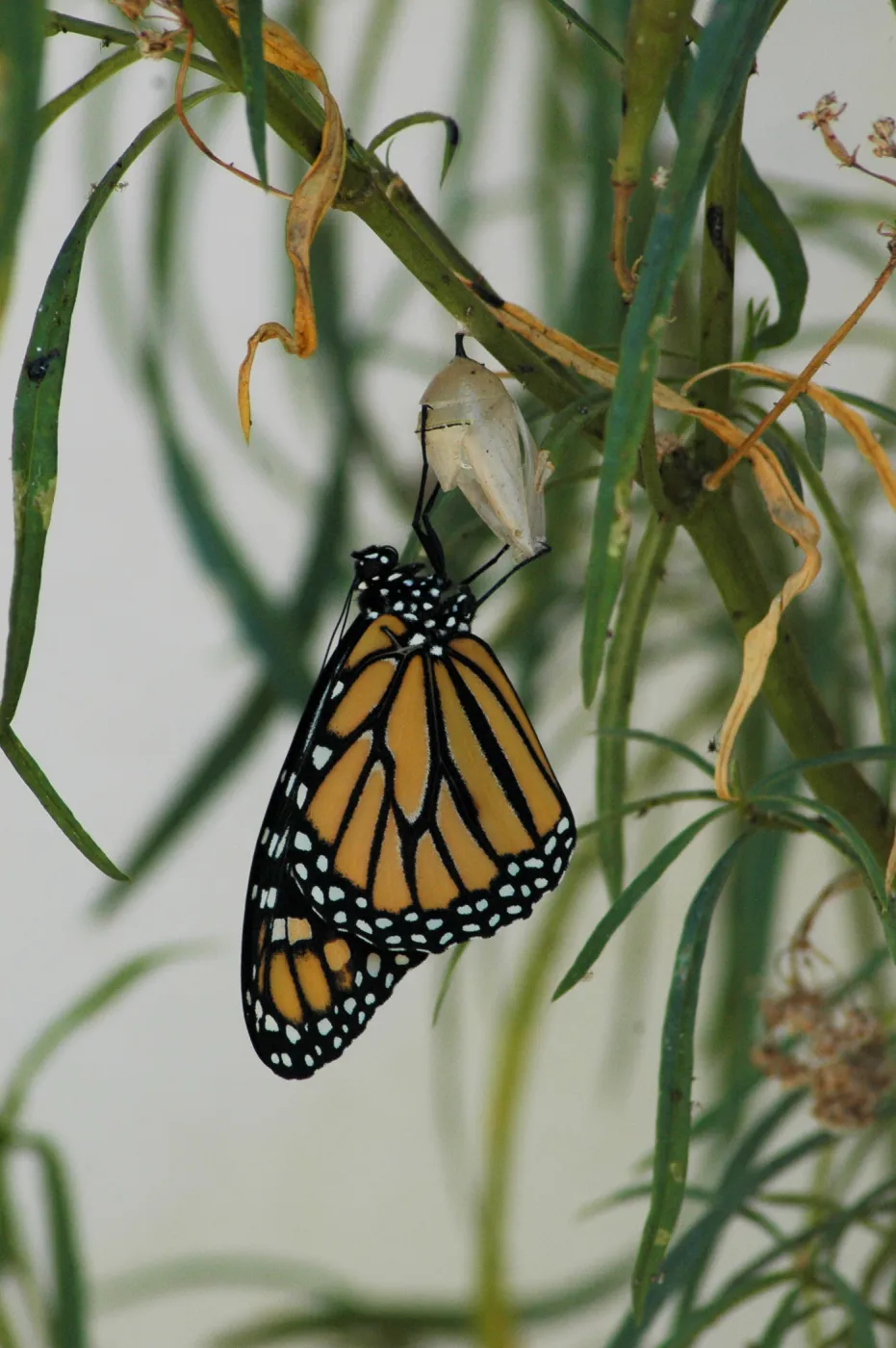 Monarch butterfly emergence, milkweed