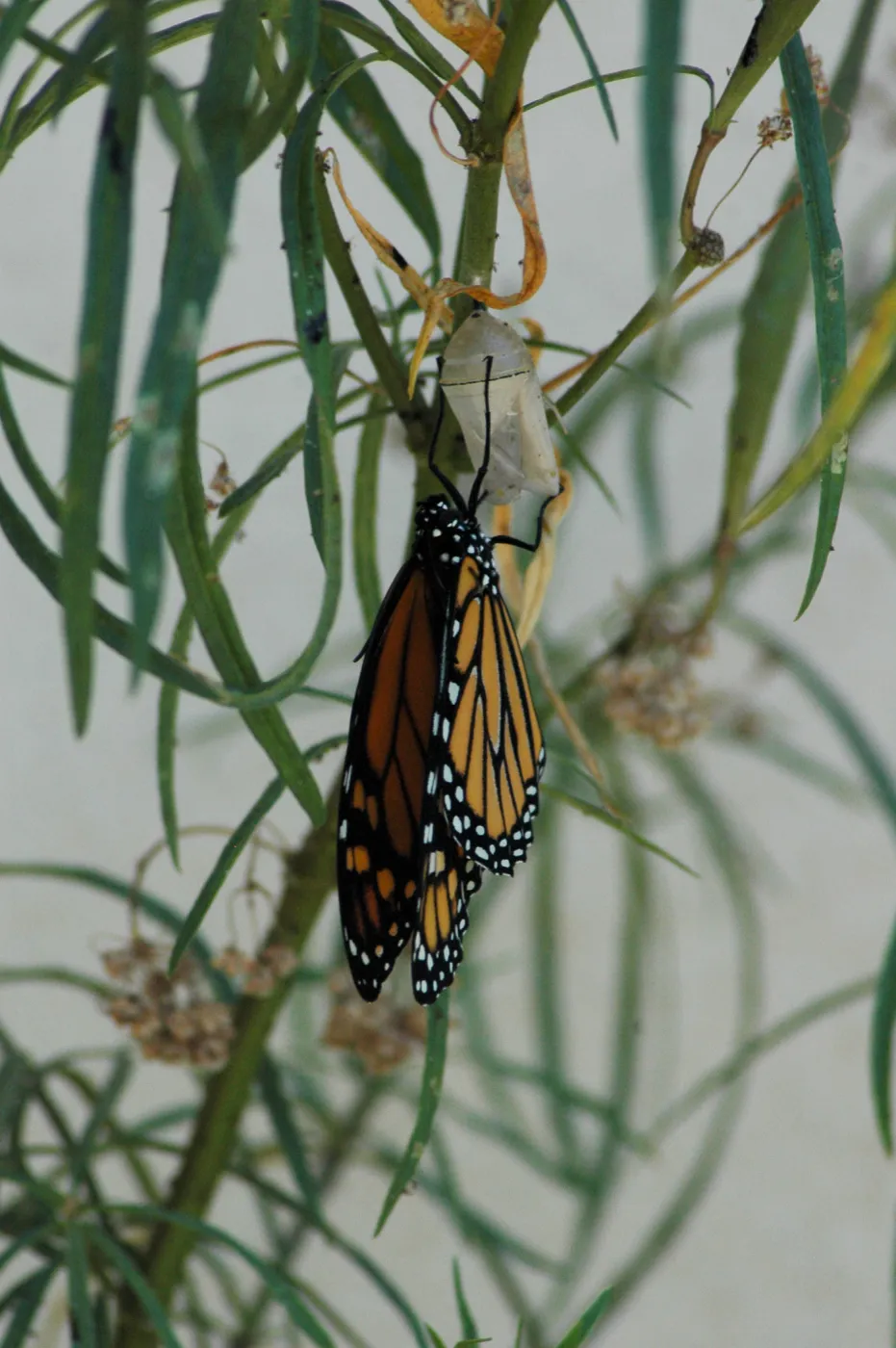 Monarch butterfly emergence, milkweed