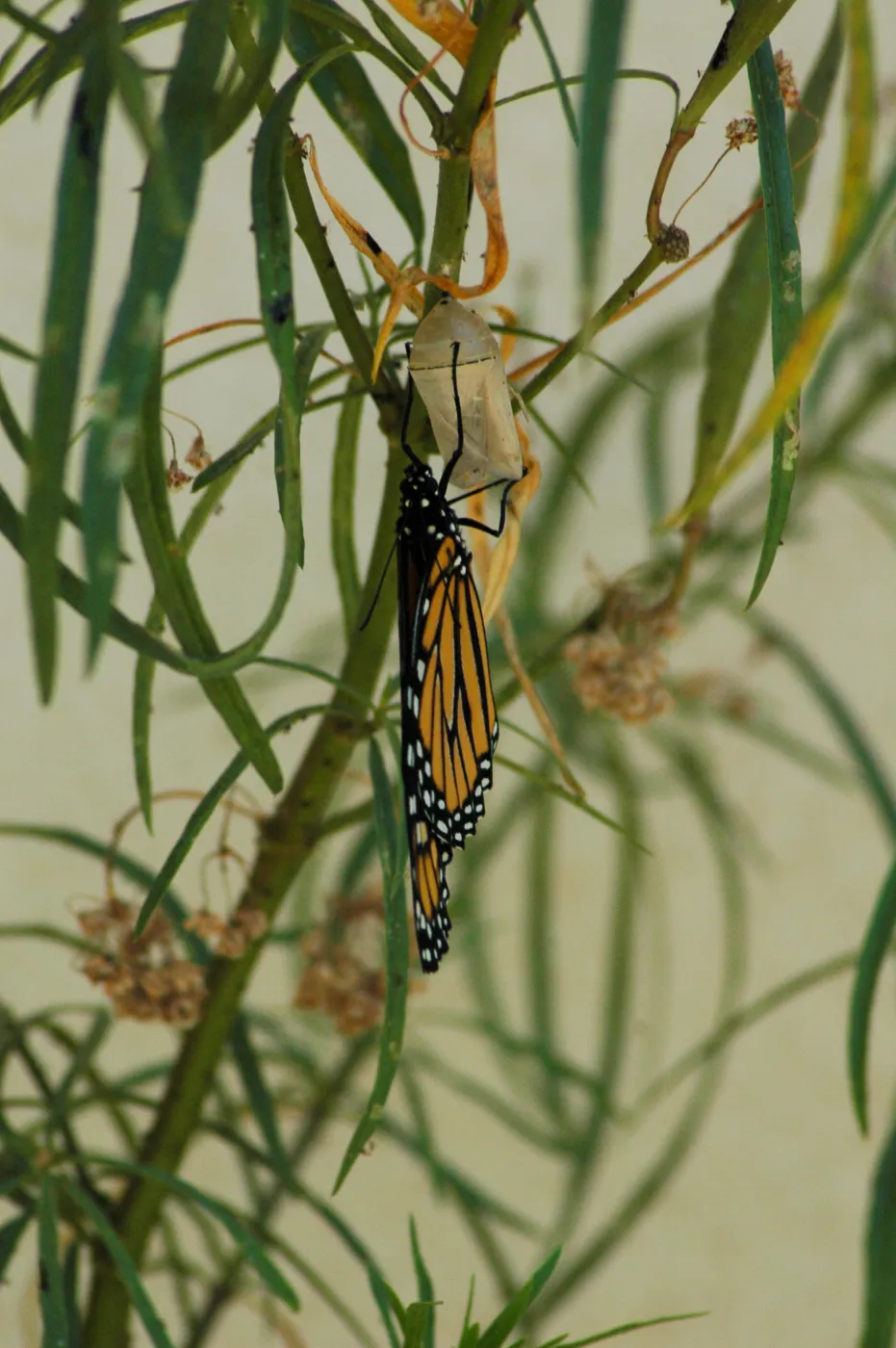Monarch butterfly emergence, milkweed
