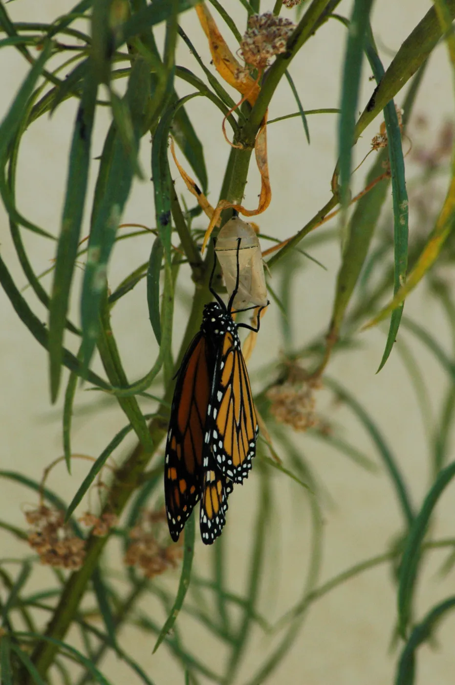 Monarch butterfly emergence, milkweed