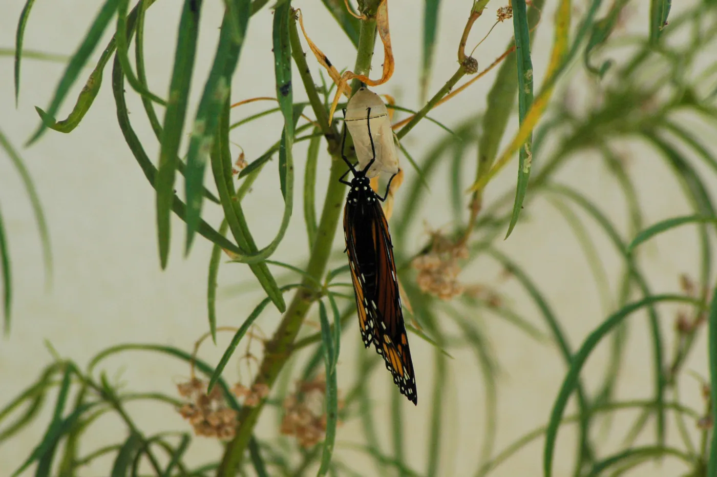 Monarch butterfly emergence, milkweed