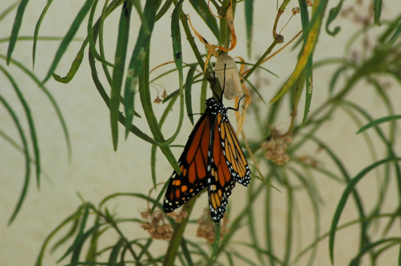Monarch butterfly emergence, milkweed