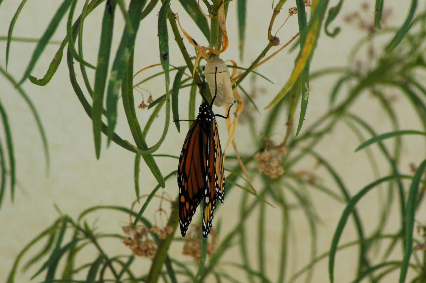 Monarch butterfly emergence, milkweed
