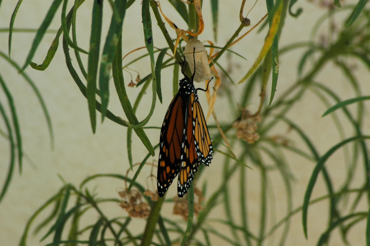 Monarch butterfly emergence, milkweed