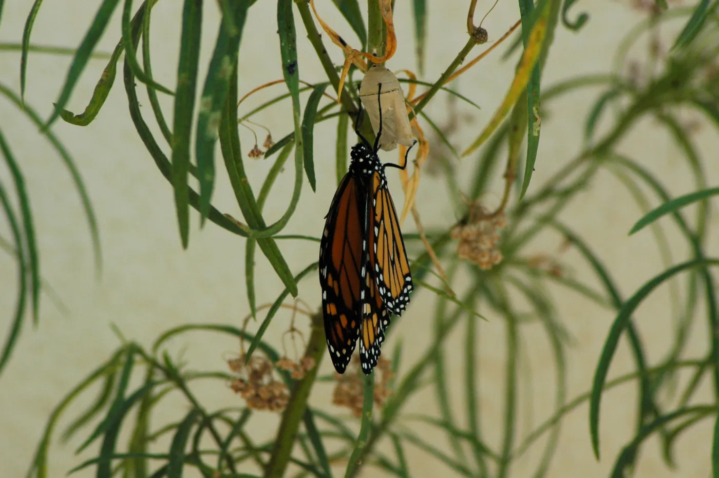 Monarch butterfly emergence, milkweed