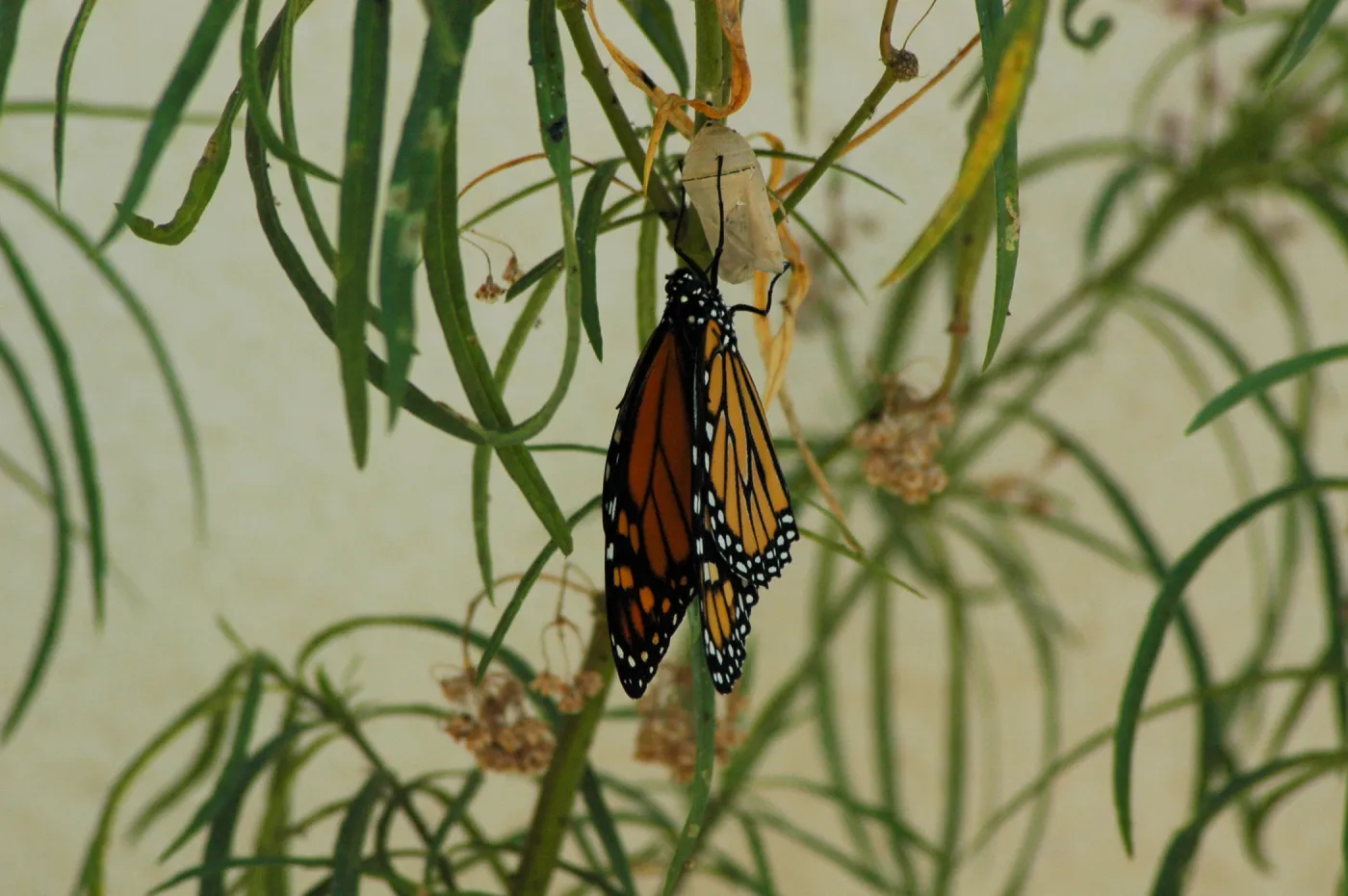 Monarch butterfly emergence, milkweed
