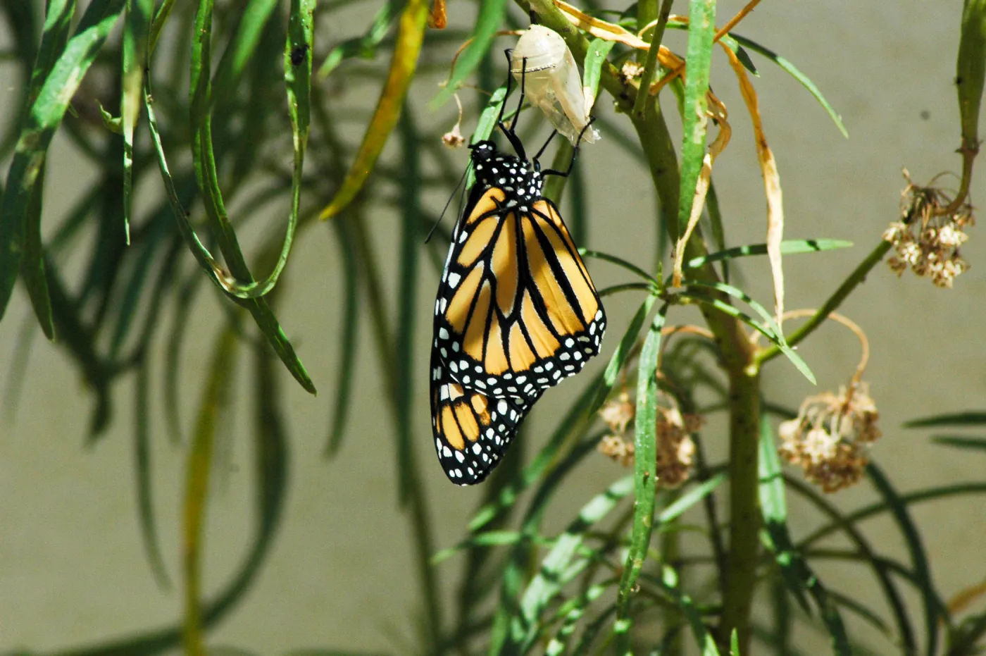 Monarch butterfly emergence, milkweed