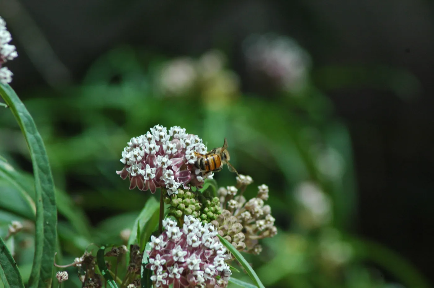 honeybee on milkweed