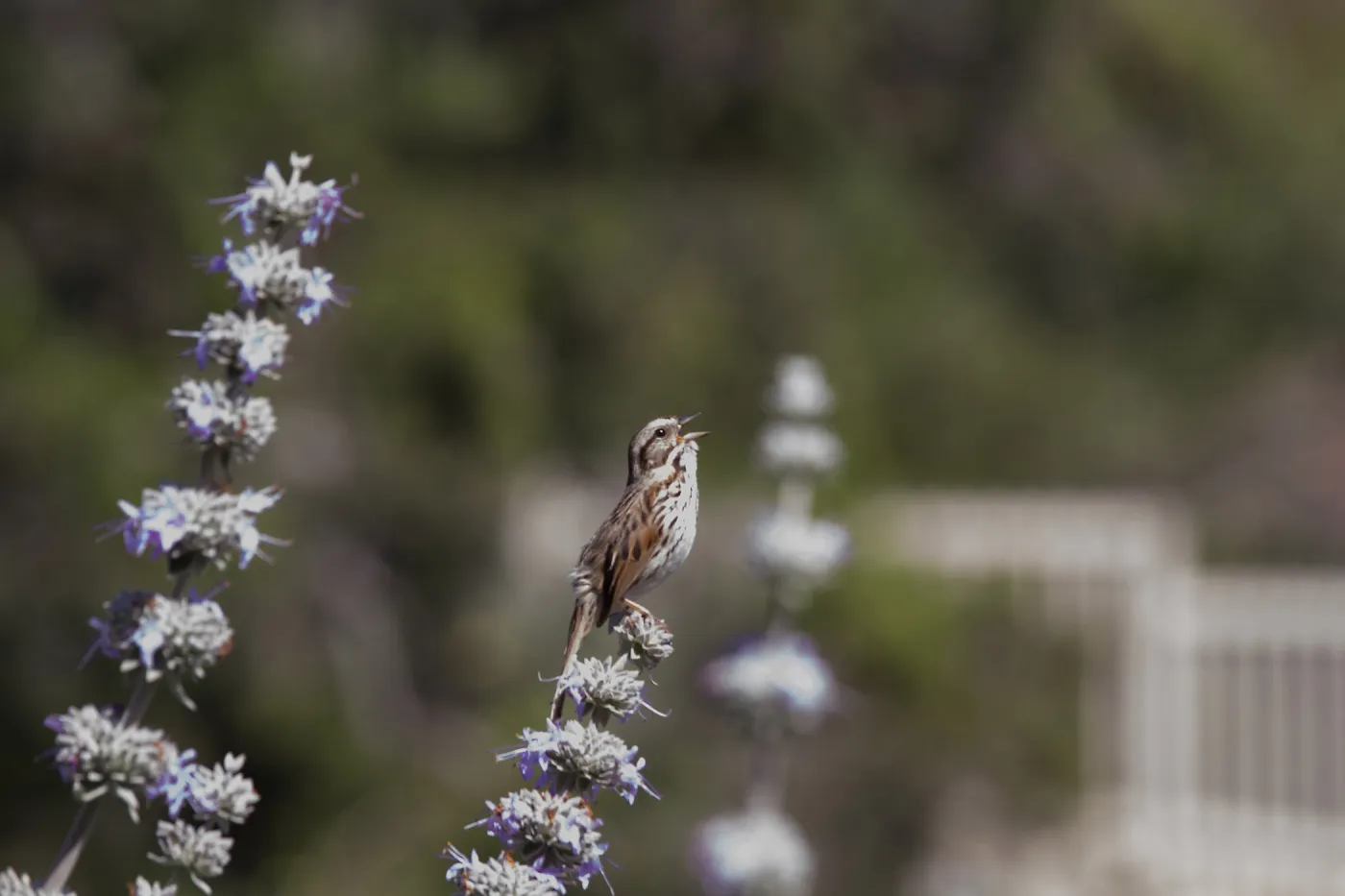 Songster in the Meadow, chirping bird on Salvia (Sage), song sparrow, SBBG Meadow, SBBG Photo Contest 2013, grand prize winner