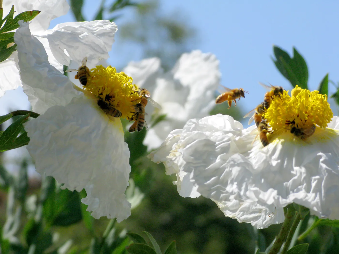 Matilija poppies with honeybees, SBBG Photo Contest 2013
