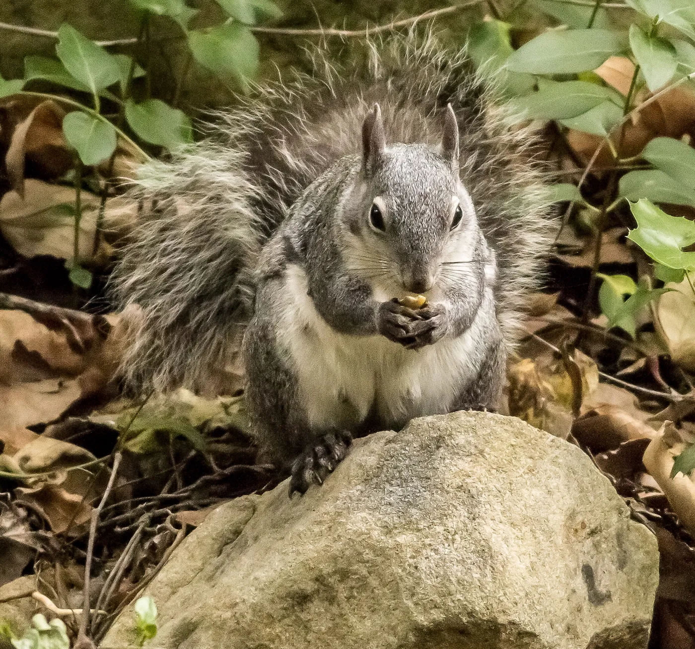 Grey squirrel with acorn at SBBG, SBBG Photo Contest 2013