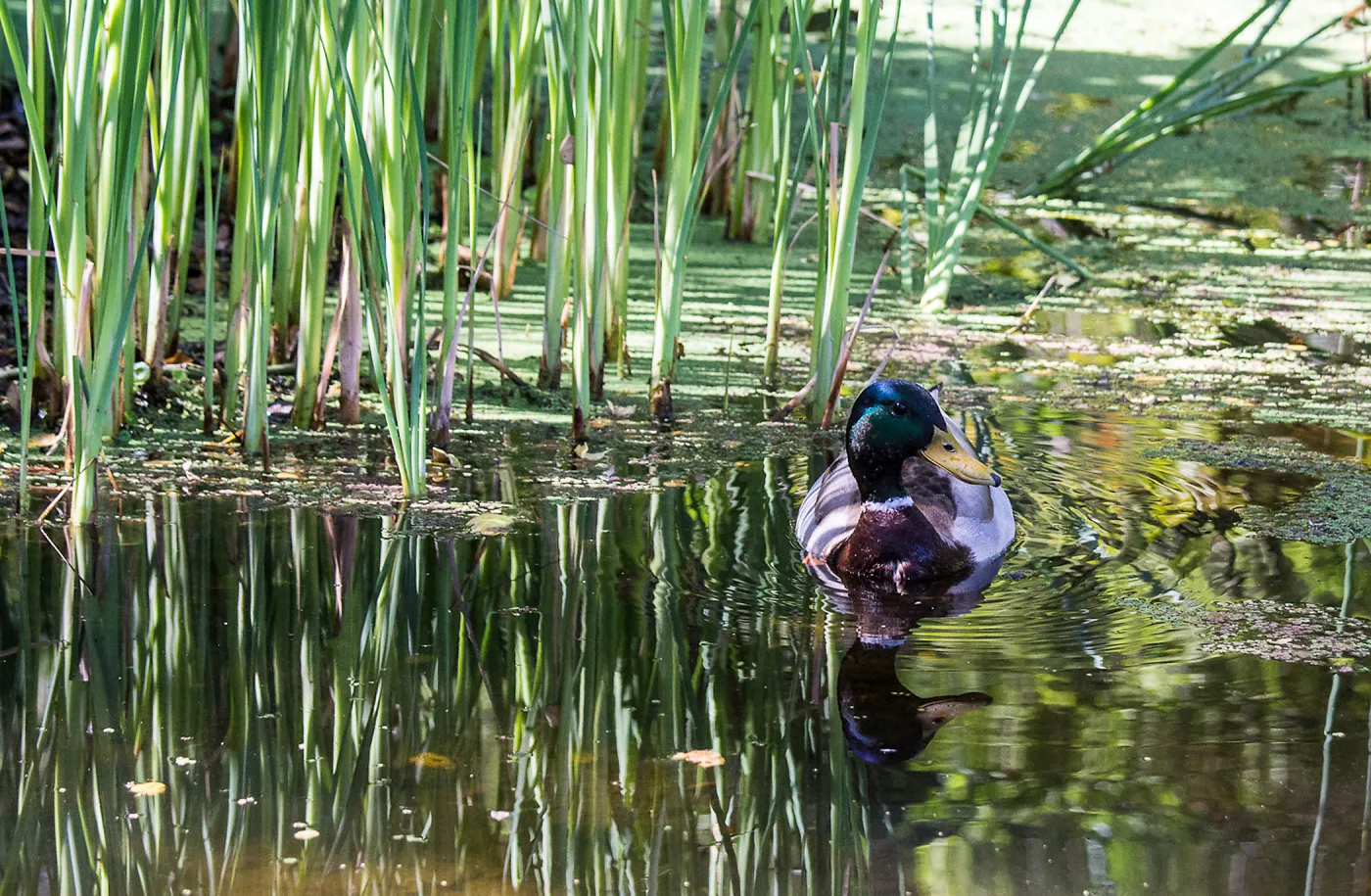 mallard duck in the Meadow Pond, SBBG Photo Contest 2013