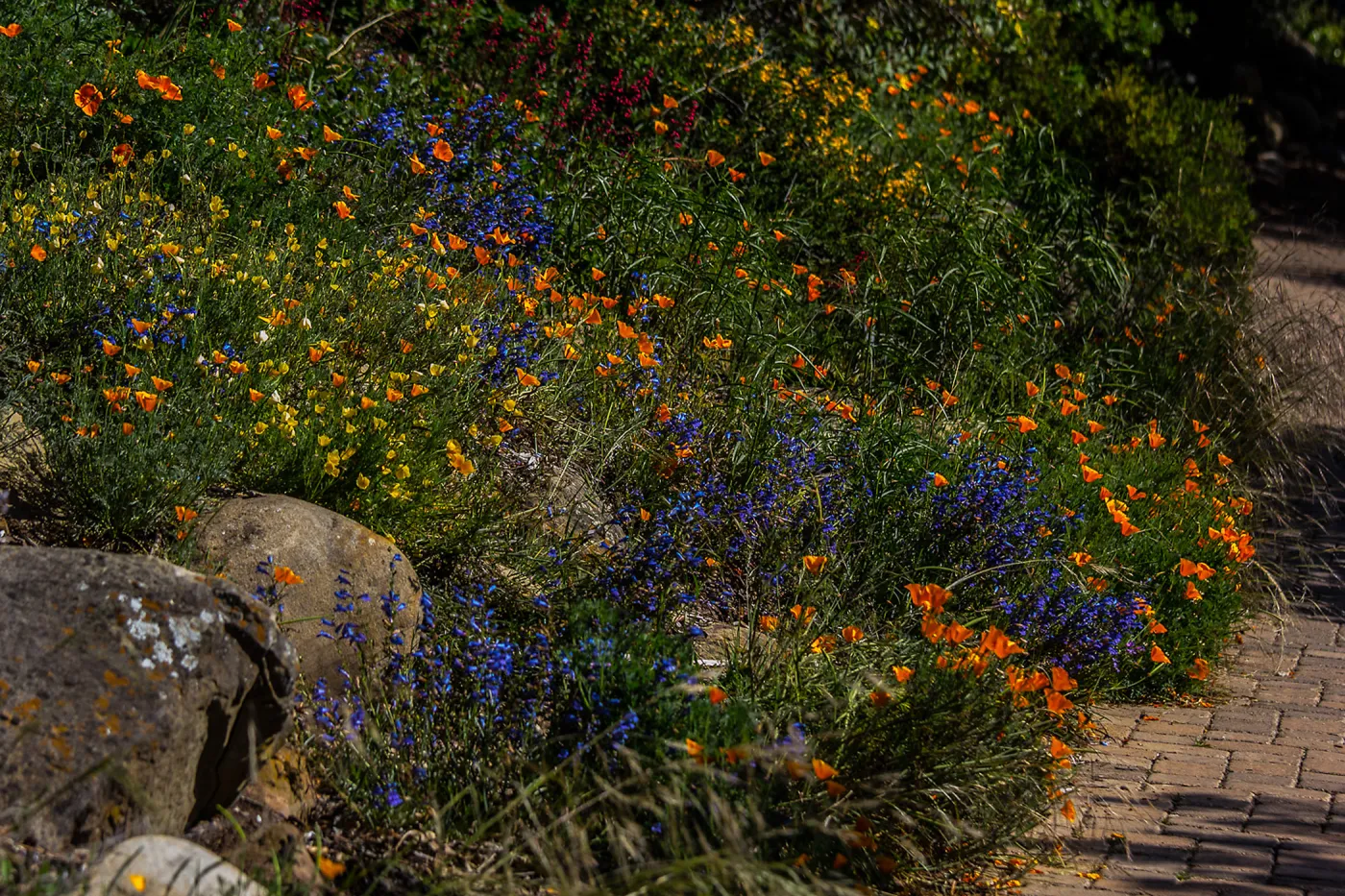 wildflower display by the Meadow path, SBBG Photo Contest 2013