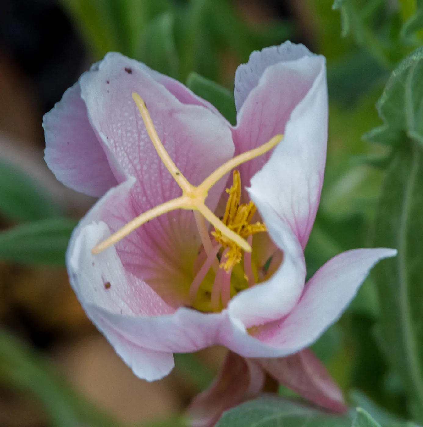 pink flower in the Desert Section at SBBG, SBBG Photo Contest 2013