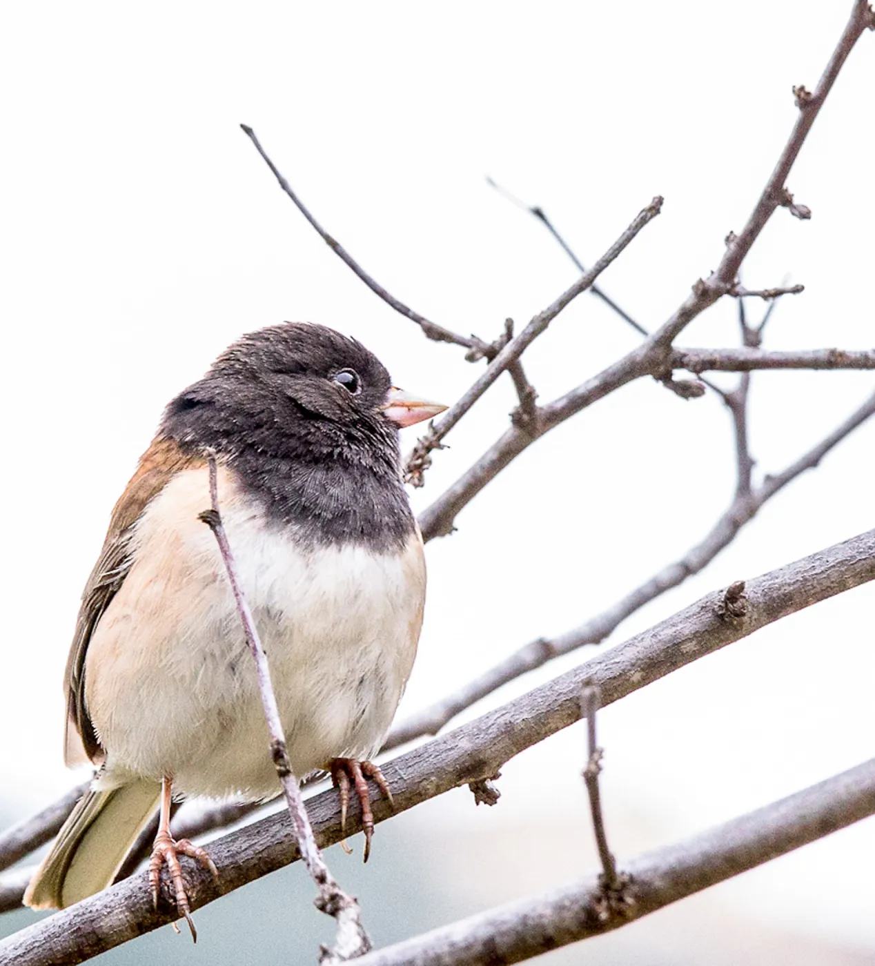 Junco at SBBG, SBBG Photo Contest 2013