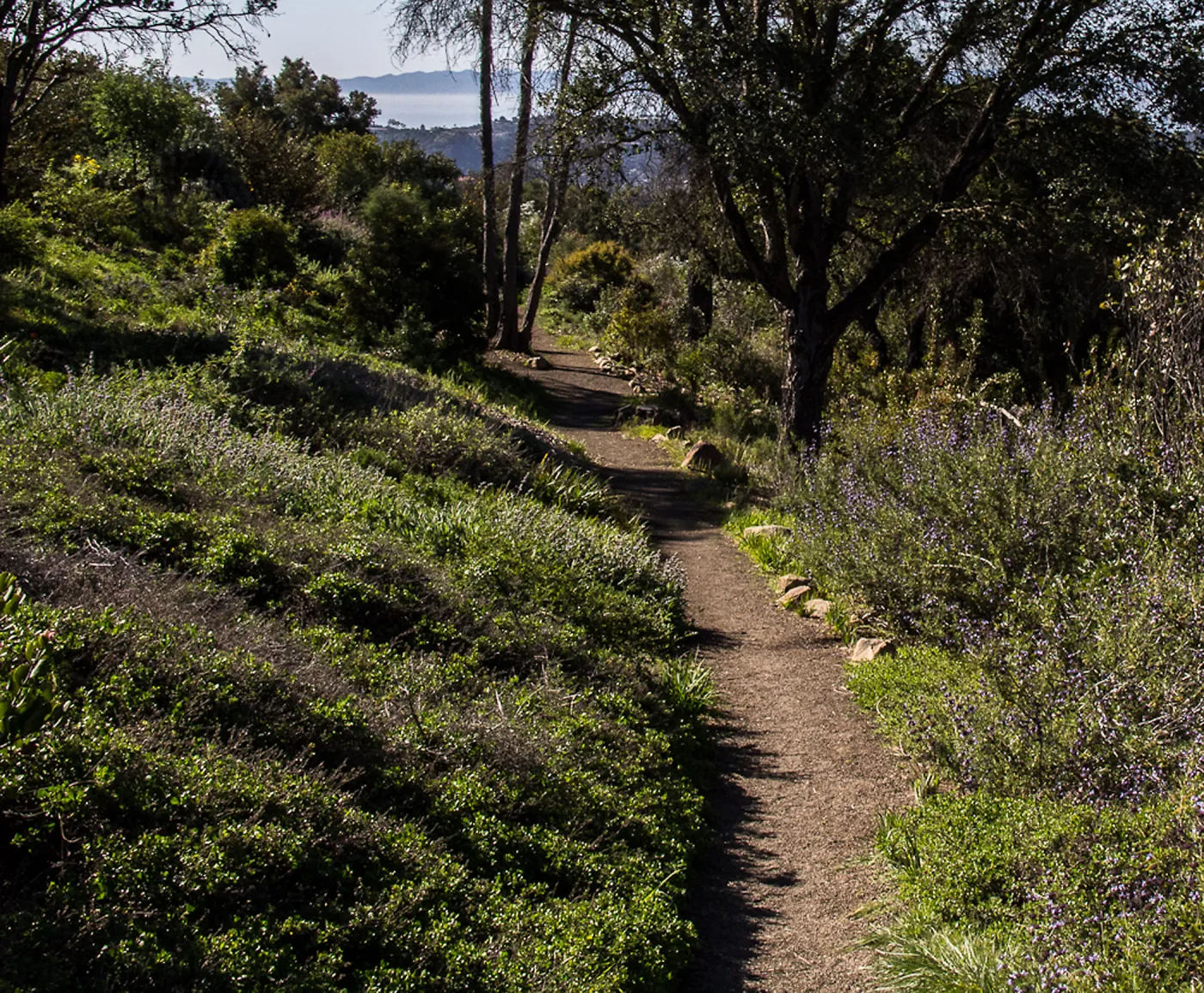 Porter Trail, view to Santa Cruz Island, SBBG Photo Contest 2013