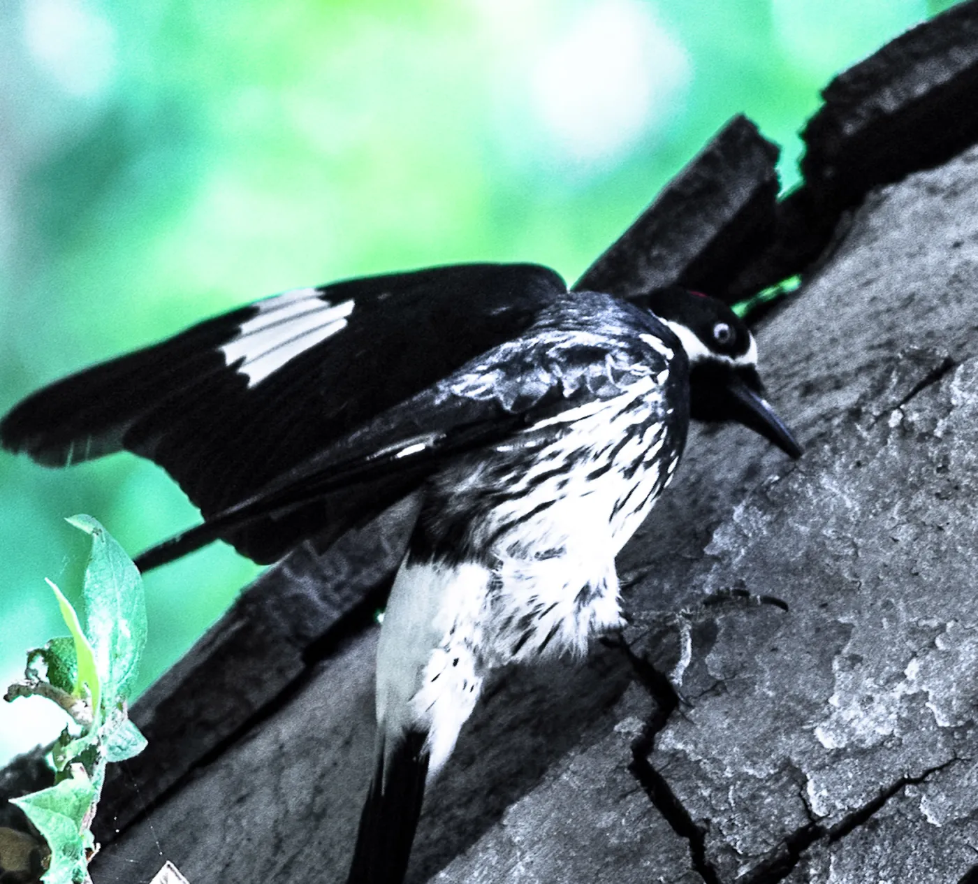 Acorn woodpecker in the Garden, SBBG Photo Contest 2013