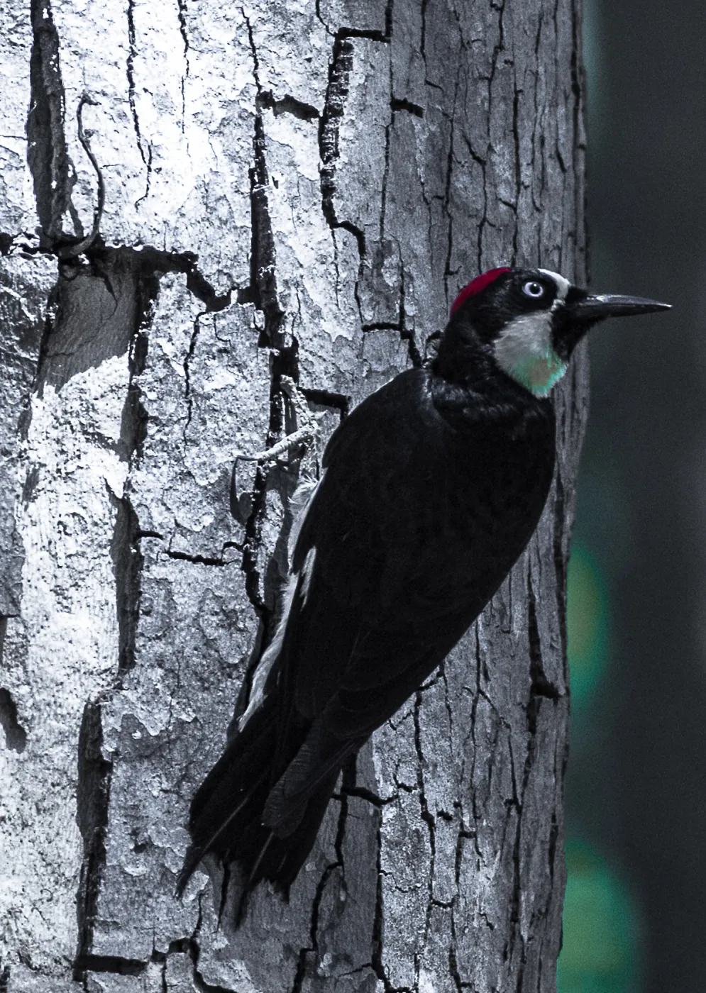 Acorn woodpecker in the Garden, SBBG Photo Contest 2013