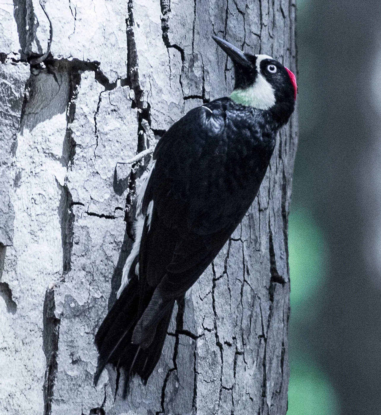 Acorn woodpecker in the Garden, SBBG Photo Contest 2013