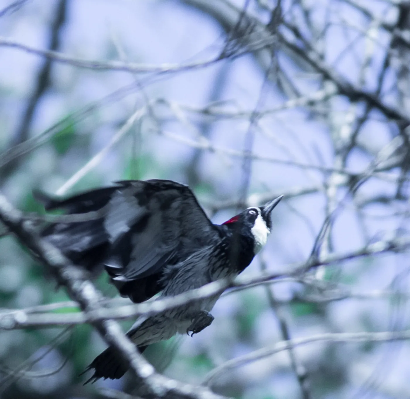 Acorn woodpecker in the Garden, SBBG Photo Contest 2013