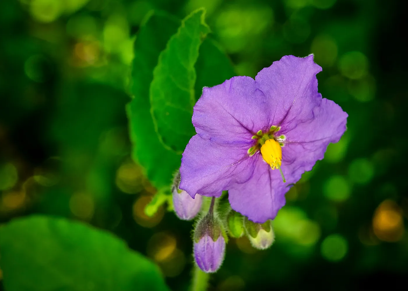 Solanum, SBBG Photo Contest 2013