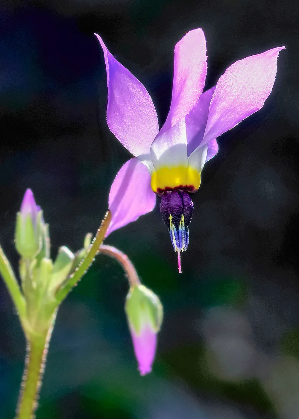Dodecatheon, SBBG Photo Contest 2013