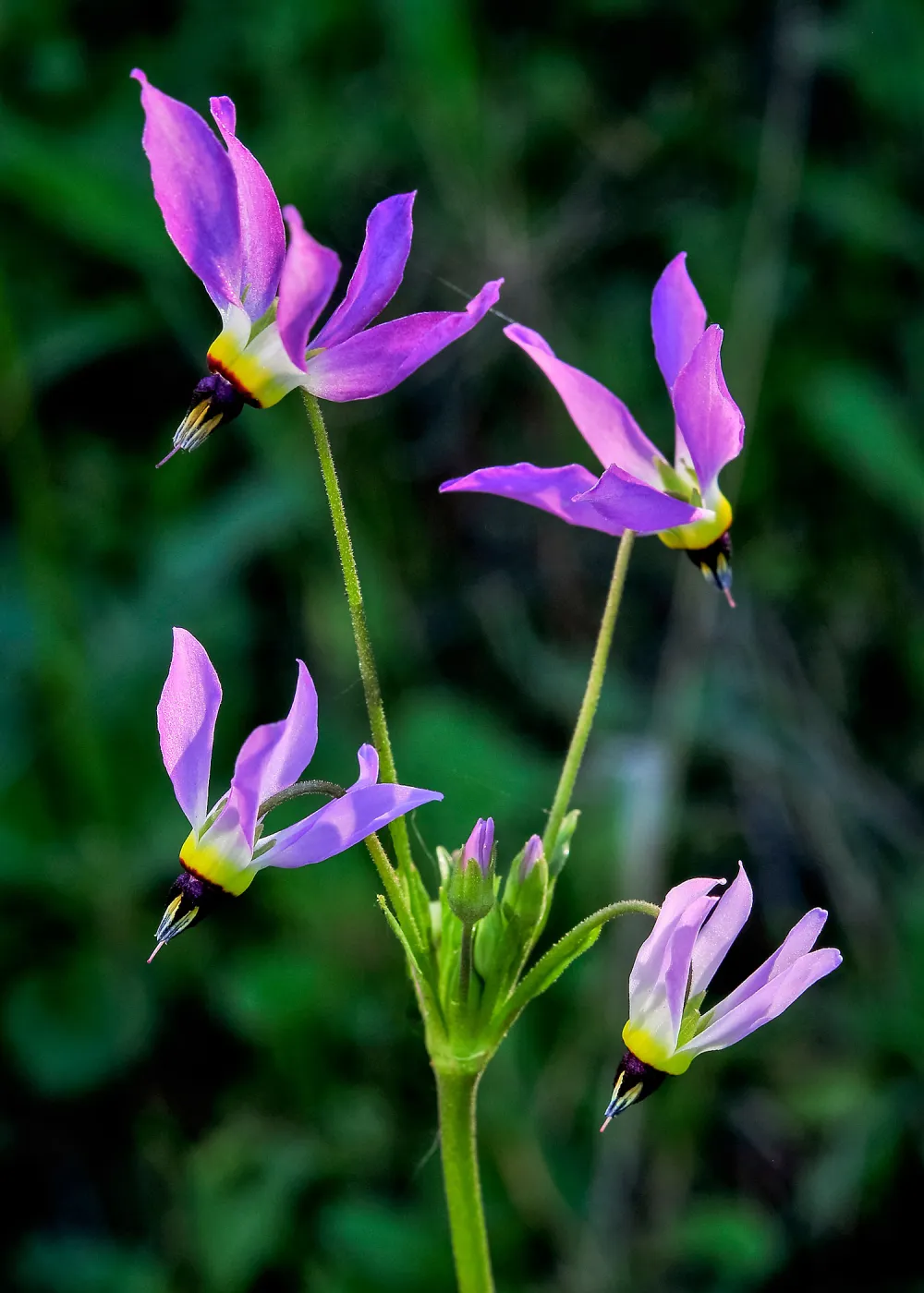 Dodecatheon, SBBG Photo Contest 2013