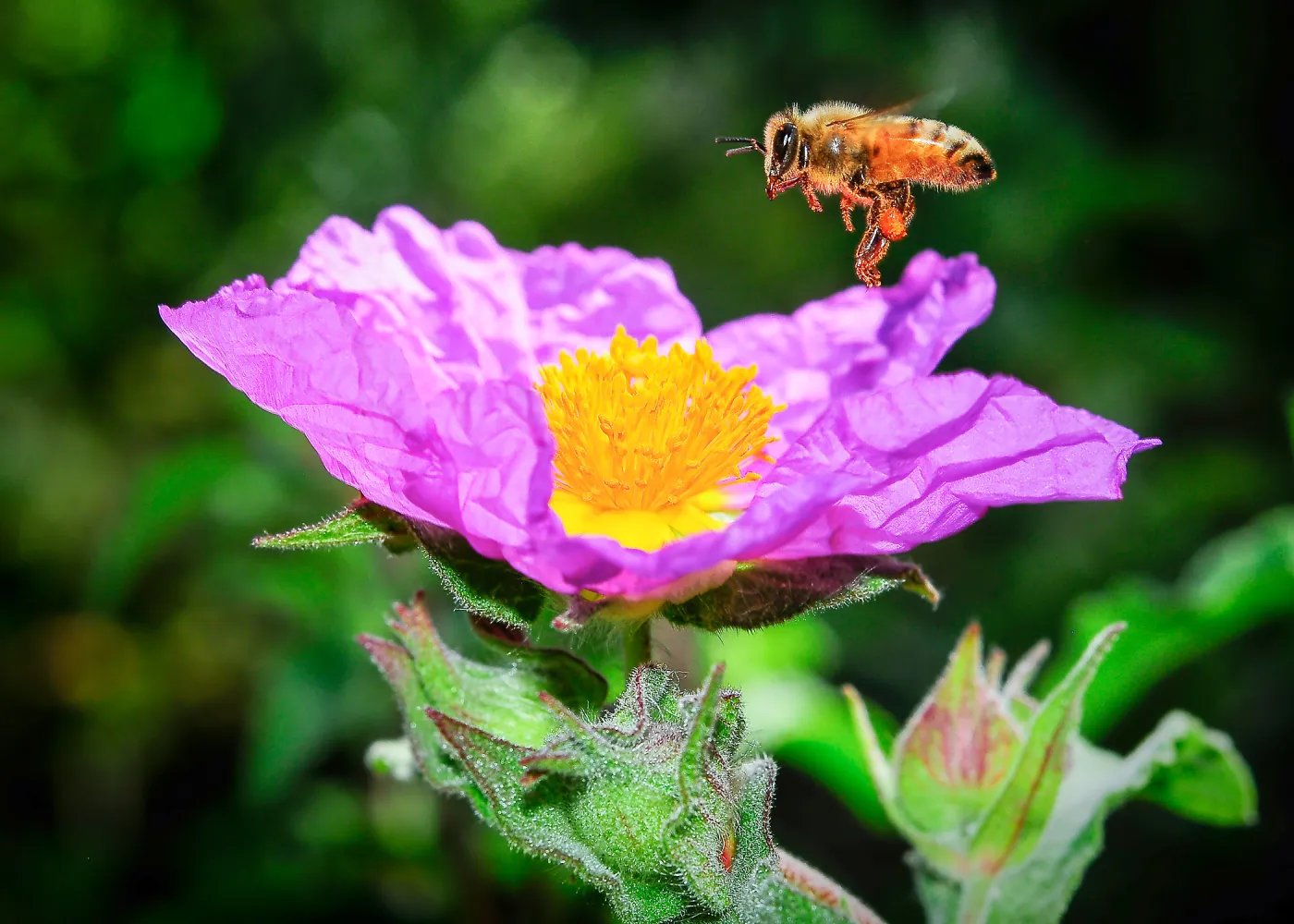 honey bee, Cistus, SBBG Photo Contest 2013
