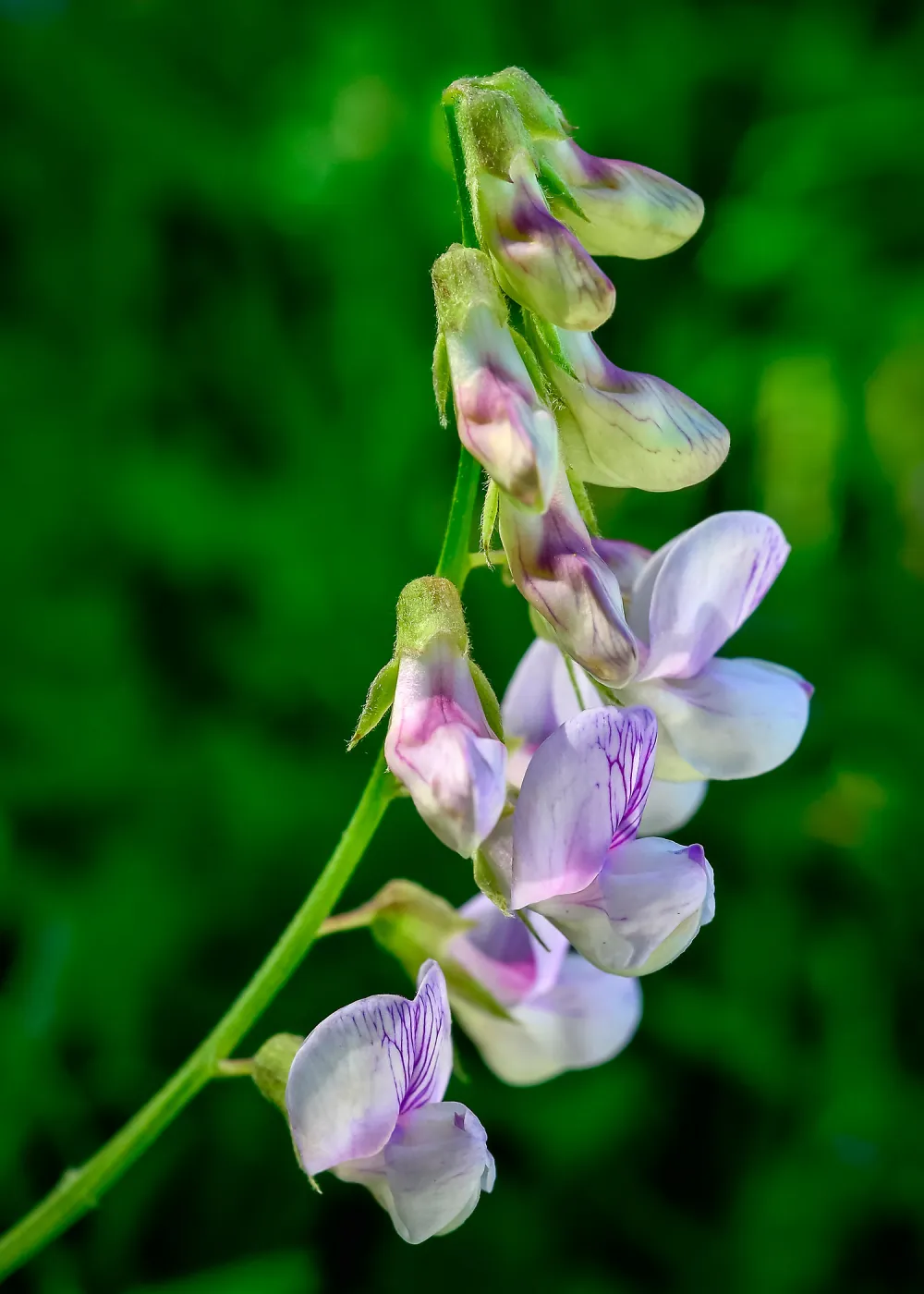 Vetch flowers, SBBG Photo Contest 2013