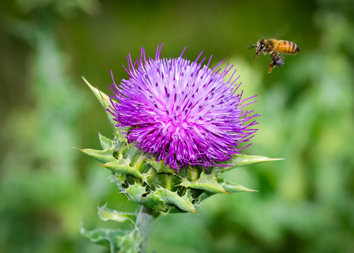 thistle, honey bee, SBBG Photo Contest 2013