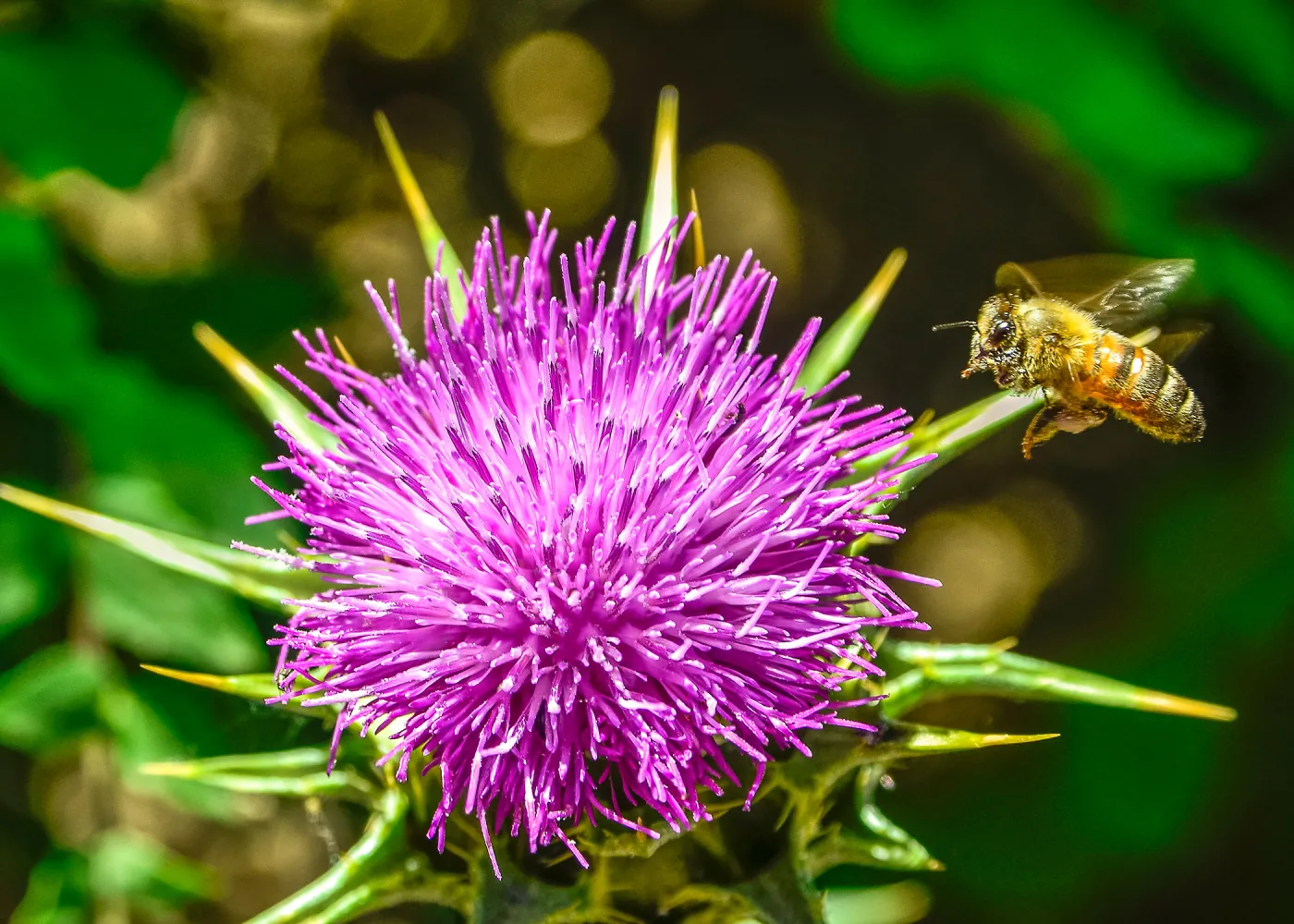 thistle, honey bee, SBBG Photo Contest 2013