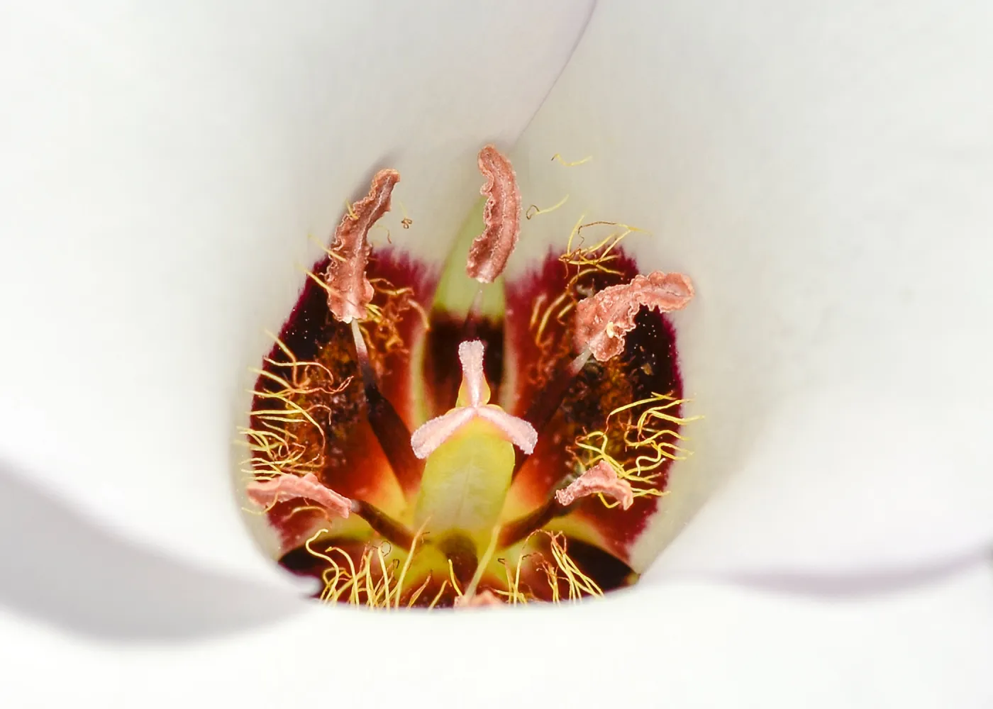 white Calochortus, SBBG Photo Contest 2013